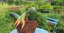 Garden with vegetables