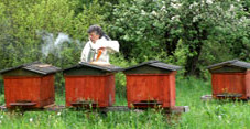 Apiary